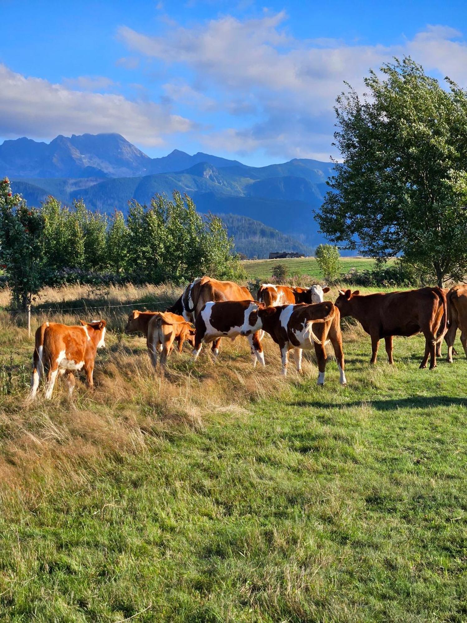 Goralska Chatka 3 Highland Cottage - Jacuzzi, Sauna, Split Ac, Private Parking, Mountains View Zakopane Exterior photo